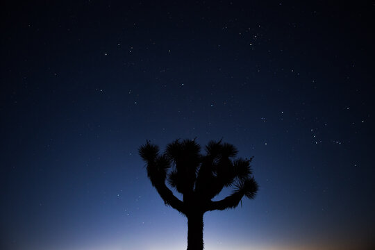 Joshua Tree Silhouette During Early Sunrise with Starry Sky