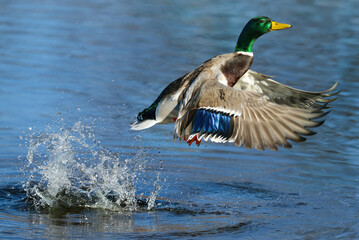 A Mallard duck drake jumping out of the water with a big splash at close range.
