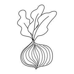 beetroot fresh vegetable isolated line icon style
