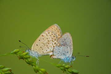 Dark Grass Blue butterfly
