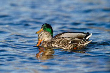 A female Mallard duck dabbles in a pretty blue water lake while her mate swims closely beside her.