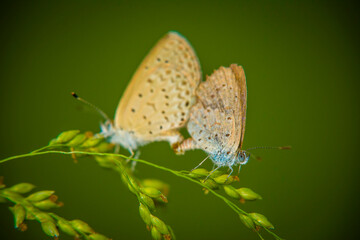 Dark Grass Blue butterfly