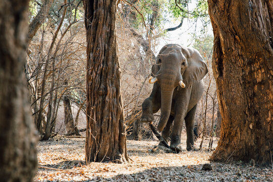 Elephant breaking a branch