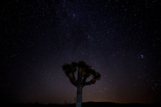 Awesome Starry Night with Meteor and Joshua Tree