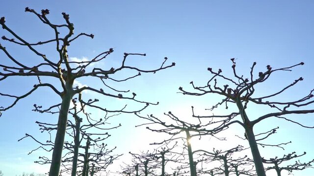 Low-angle shot of manicured fruit trees in winter, sunshine on withered branches