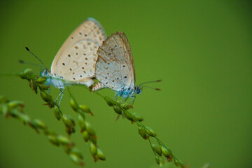 Dark Grass Blue butterfly