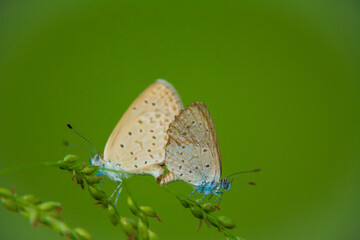 Dark Grass Blue butterfly