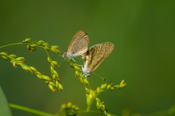 Dark Grass Blue butterfly