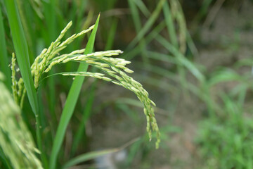 Paddy field and ear of rice near harvest