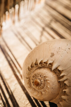 Seashell