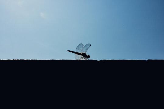 Dragonfly