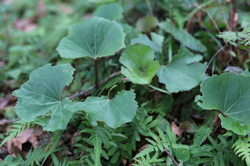 石蕗とヒメシダ