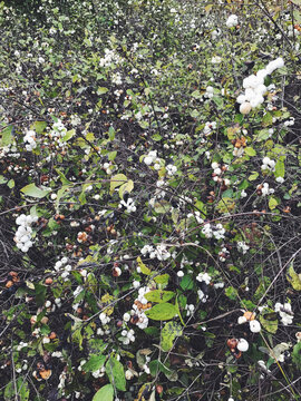 Common snowberries in Fall