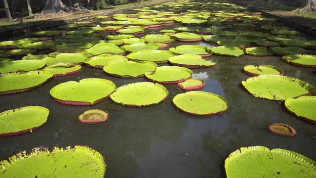 Victoria water lillies in a pond in Mauritius