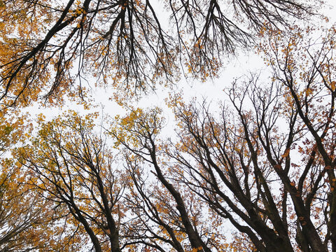 Low angle view of BIgleaf maple trees in autumn, Seattle, WA