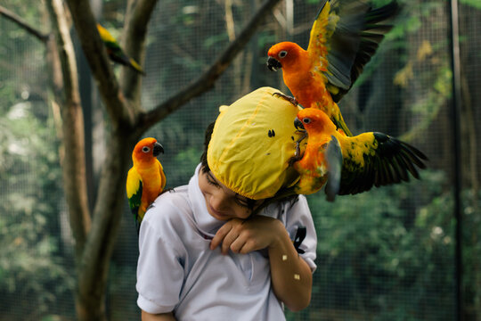 3 little orange parrot flying on a boy head