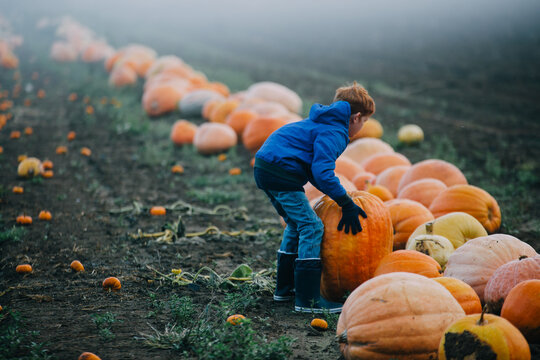A boy in a misty pumpkin field testing the weight of a huge sumo pumpkin