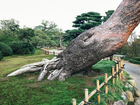 Fat Tree Trunk of Old Tree in Japanese Garden