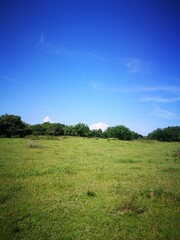 field and blue sky