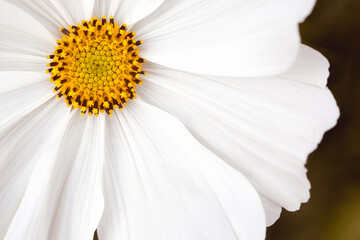 Beautiful white and yellow flower with lovely wavy petals