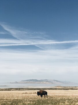 Bisons being rounded up on Antelope Island, Utah