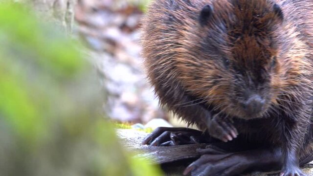 The Eurasian beaver (Castor fiber), Beaver cleaning itself, cute animal close-up, slow motion