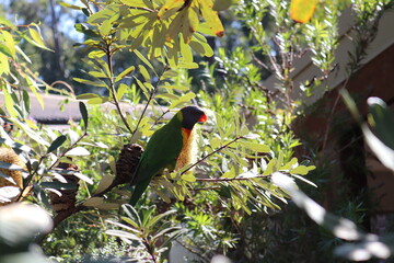 red winged blackbird