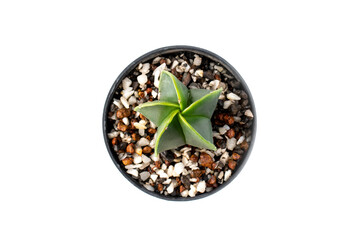 Image of cactus in pots isolated on white background. Small decorative plant. Top view.