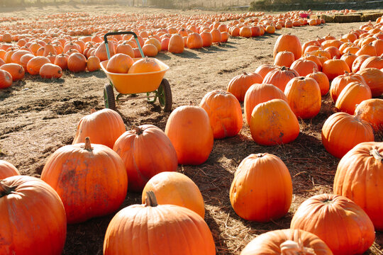Wagon of pumpkins sits in pumpkin patch