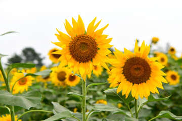 해바라기,자연,꽃,sunflower,flower