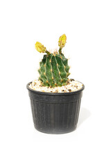 Image of cactus in pots isolated on white background. Small decorative plant. Front view.