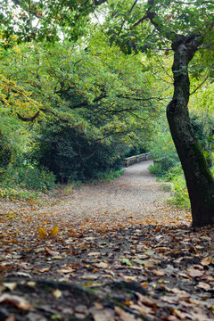 Hampstead Heath, North London, England, United Kingdom, Europe