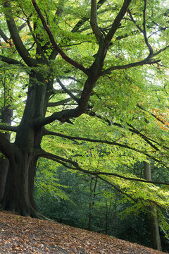 Tree. Hampstead Heath, North London, England, United Kingdom, Europe