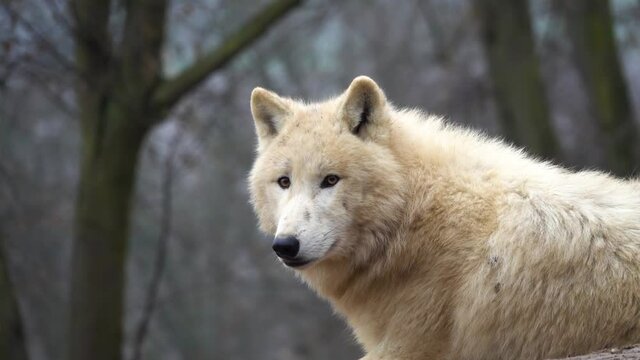 The Arctic wolf (Canis lupus arctos) slow motion