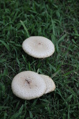 South Carolinas wild mushrooms