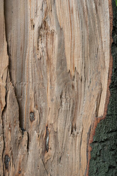 wood texture