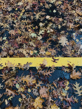 Scattering of wet autumn leaves on urban sidewalk and curb