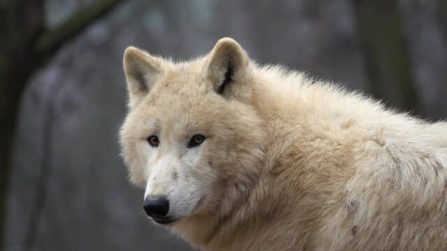 The Arctic wolf (Canis lupus arctos) slow motion

