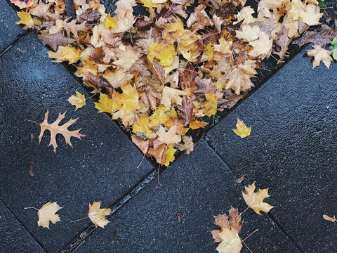 Autumn leaves framed by urban sidewalk