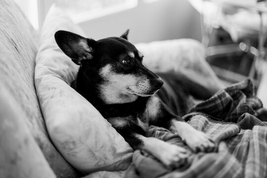 Dog on top of blankets pile on sofa. Black and white.