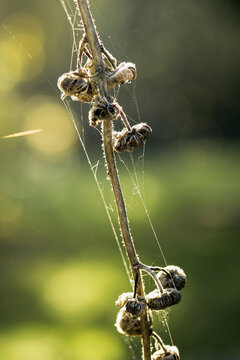 Alcea rosea (hollyhock) seeds container drying on the plant