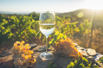 Glass of white wine in a vineyard at sunset