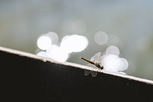 Dragonfly