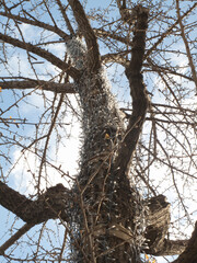 発光ダイオード