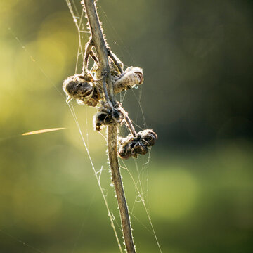 Spider webs on dried hollyhock seeds capsules on the plant