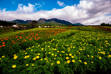 久住高原のマリーゴルド