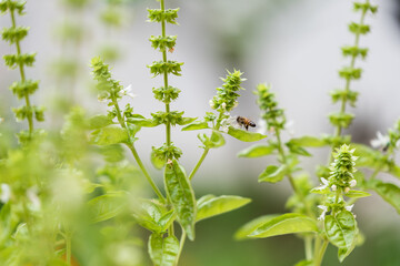 Basil plants in bloom and a bee flying and pollinating the flowers, blurry background with bokeh.