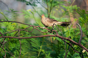 Bird known as Guira cuckoo of the Cuculidae family looking at the camera and perching on a branch in the forest.