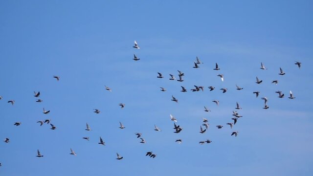 A flock of flying pigeons in the blue sky, slow motion, Tracking shot