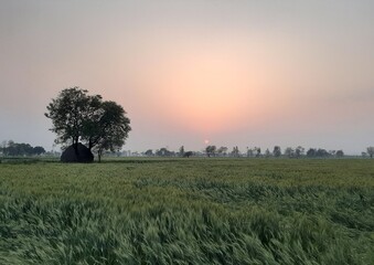 sunset in the field